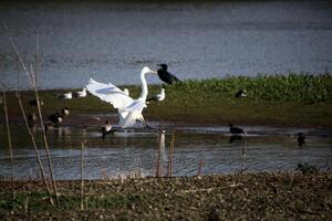 A view of a Great White Egret in flight over Venus Pool Nature Reserve photo