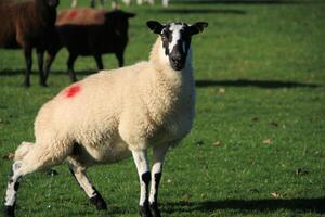A view of a Sheep in the Cheshire Countryside photo