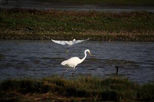 A view of a Great White Egret at Venus Pool Nature Reserve photo