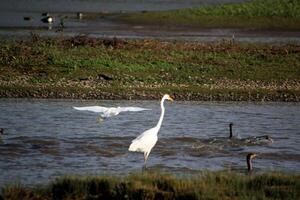A view of a Great White Egret at Venus Pool Nature Reserve photo