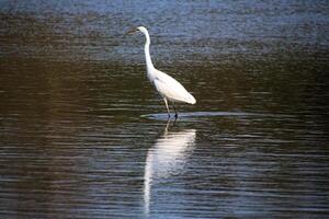 A view of a Great White Egret at Venus Pool Nature Reserve photo