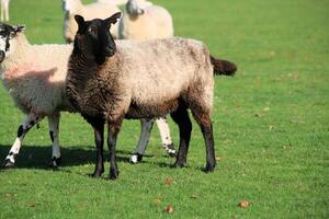 A view of a Sheep in the Cheshire Countryside photo