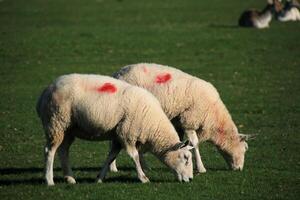 A view of a Sheep in the Cheshire Countryside photo
