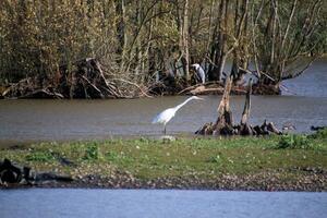 A view of a Great White Egret in flight over Venus Pool Nature Reserve photo