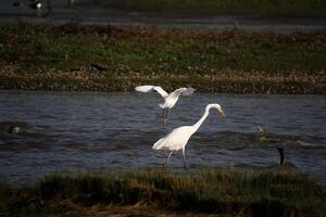A view of a Great White Egret at Venus Pool Nature Reserve photo