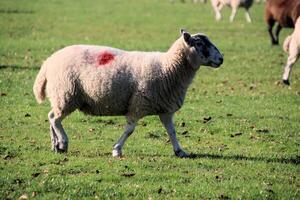 A view of a Sheep in the Cheshire Countryside photo