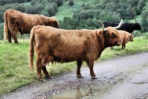A herd of cattle standing on a road photo
