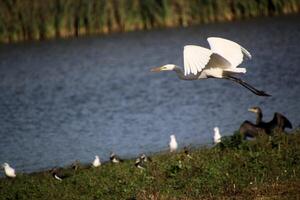 A view of a Great White Egret in flight over Venus Pool Nature Reserve photo