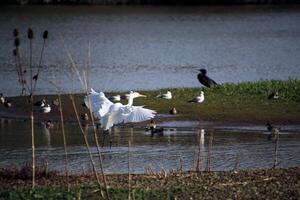 A view of a Great White Egret in flight over Venus Pool Nature Reserve photo