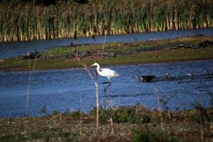 A view of a Great White Egret at Venus Pool Nature Reserve photo
