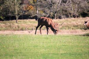 A view of a Redd Deer Stag in the Cheshire Countryside photo