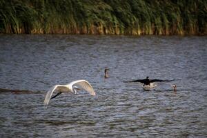 A view of a Great White Egret in flight over Venus Pool Nature Reserve photo