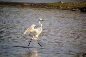 A view of a Great White Egret at Venus Pool Nature Reserve photo