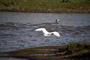A view of a Great White Egret in flight over Venus Pool Nature Reserve photo