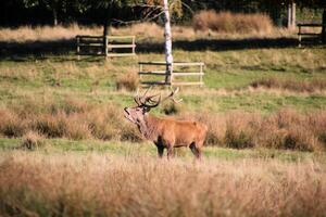 A view of a Redd Deer Stag in the Cheshire Countryside photo