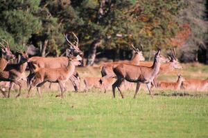 A view of a Herd of Red Deer in the Cheshire Countryside photo