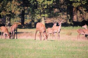 A view of a Herd of Red Deer in the Cheshire Countryside photo