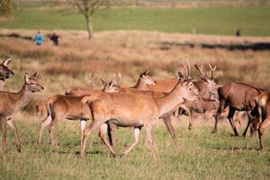 A view of a Herd of Red Deer in the Cheshire Countryside photo