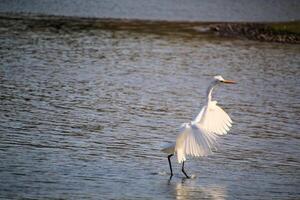 A view of a Great White Egret at Venus Pool Nature Reserve photo