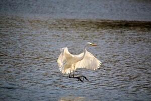 A view of a Great White Egret in flight over Venus Pool Nature Reserve photo