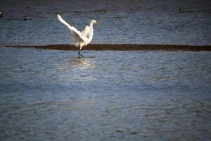 A view of a Great White Egret at Venus Pool Nature Reserve photo