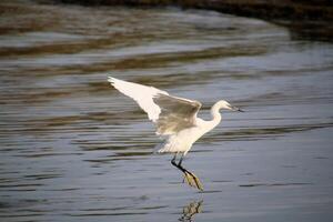 A view of a Great White Egret in flight over Venus Pool Nature Reserve photo