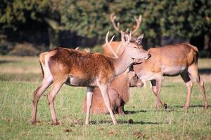 A group of deer in a field with trees in the background photo