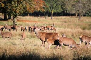 A herd of deer in a field with trees in the background photo