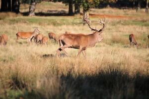 A herd of deer in a field with trees in the background photo