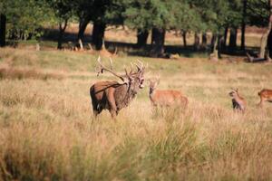 A group of deer in a field with trees in the background photo