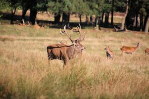 A deer in the grass with other deer in the background photo
