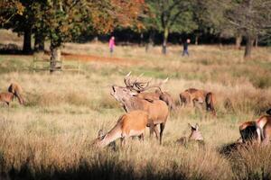 A herd of deer in a field with people in the background photo
