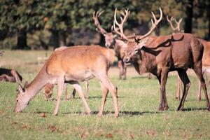 Deer grazing in a field with other animals photo