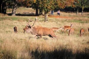 A herd of deer in a field with a tree in the background photo