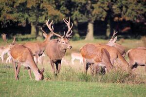 A herd of deer grazing in a field photo