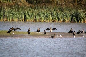 A view of some Cormorants at Venus Pool Nature Reserve photo