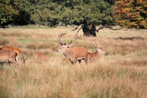 A herd of deer in a field with trees in the background photo