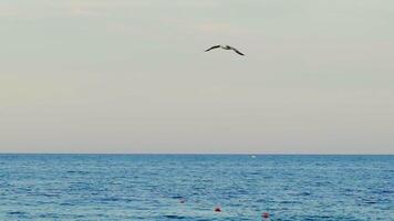Seagull in flight above sea surface. Slow motion video