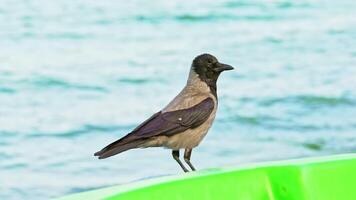 Close-up of a gray and black crow standing on the beach near the sea in a sunny day. Slow motion of a crow started flying from the seaside. video