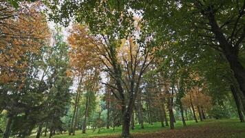 Beautiful view of green and yellow trees in a bright sunny day. Natural landscape in the autumn park. Camera moves round. video