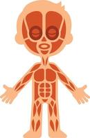 Cartoon illustration showing the muscular system of a child, useful for educational purposes, explaining human anatomy in a simple and engaging way vector
