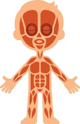Cartoon illustration showing the muscular system of a child, useful for educational purposes, explaining human anatomy in a simple and engaging way