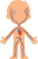 Medical illustration showing oxygenated blood traveling through arteries and deoxygenated blood returning through veins in a child's body vector