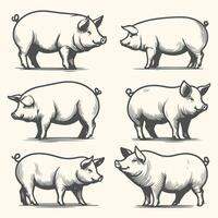 Charming Pig Line Art Sketches in Various Poses vector