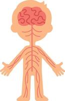 Medical illustration showing nervous system connecting brain to rest of body, promoting understanding of neurological pathways and nerve function vector