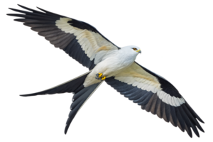 Front view, Swallowtail Kite is spreading its wings and flying isolated on a transparent background png