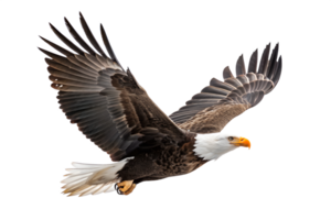 Bald Eagle is spreading its wings and flying isolated on a transparent background png