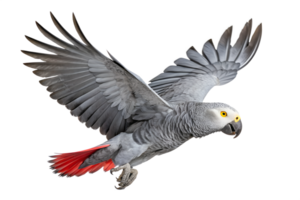 Front view, African Grey Parrot is spreading its wings and flying isolated on a transparent background png