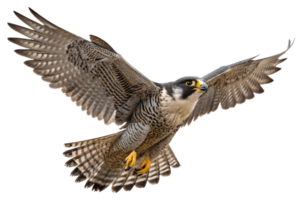 Front view, Peregrine Falcon is spreading its wings and flying isolated on a transparent background png