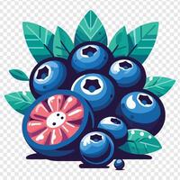 Blueberries with leaves and fruit on transparent background vector